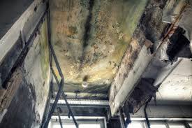 Best Attic Mold Removal  in Hannahs Mill, GA